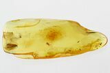 Detailed Fossil Caddisfly and Springtail in Baltic Amber #307696-1